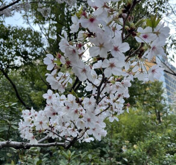 cherry blossoms_phote_1