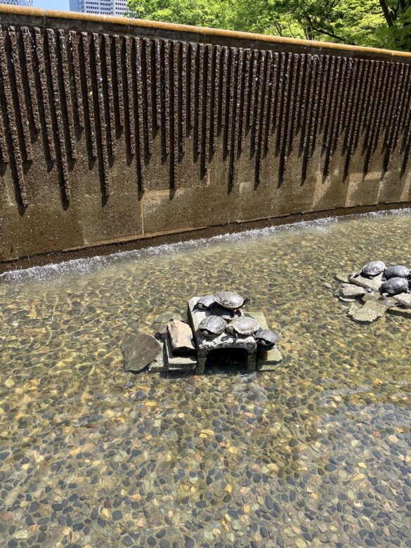 Turtles,Shinjuku central park