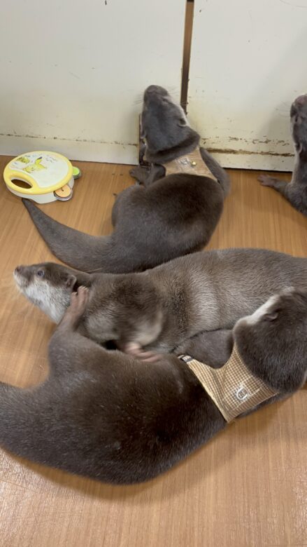 Otters are playing with another