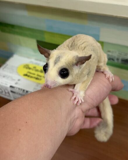 Sugar glider on my hand