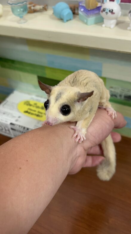 Sugar glider on my hand